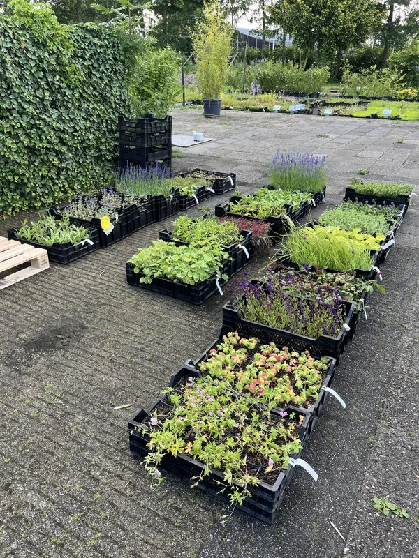 Inheemse planten voor biodiversiteit