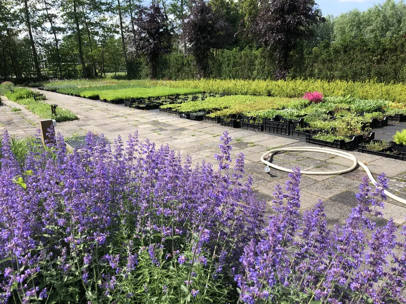Inheemse kruiden en plantenselectie in de kwekerij