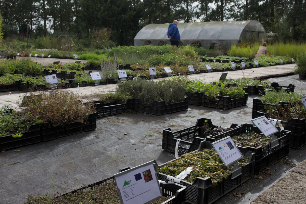 Divers assortiment vaste en inheemse planten op de kwekerij