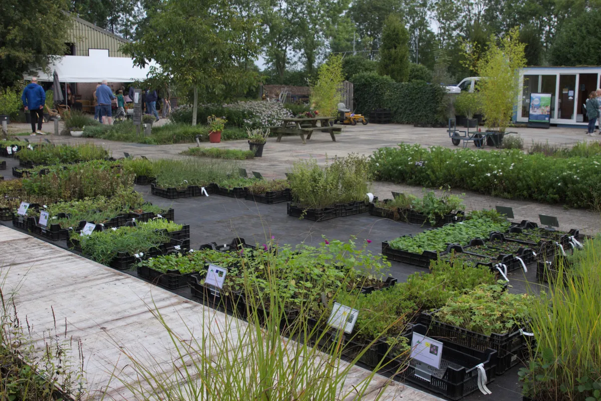 Divers assortiment vaste en inheemse planten en kruiden bij de kweker