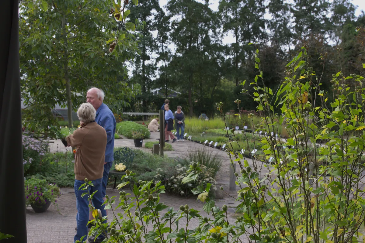 Vaste planten in potten op de kweektafels van Harco