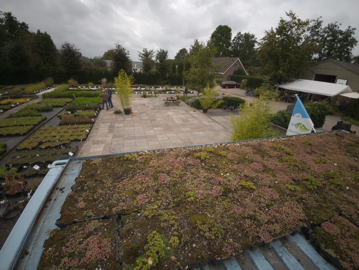 Overzicht van kwekerij Harco met rijen vaste planten