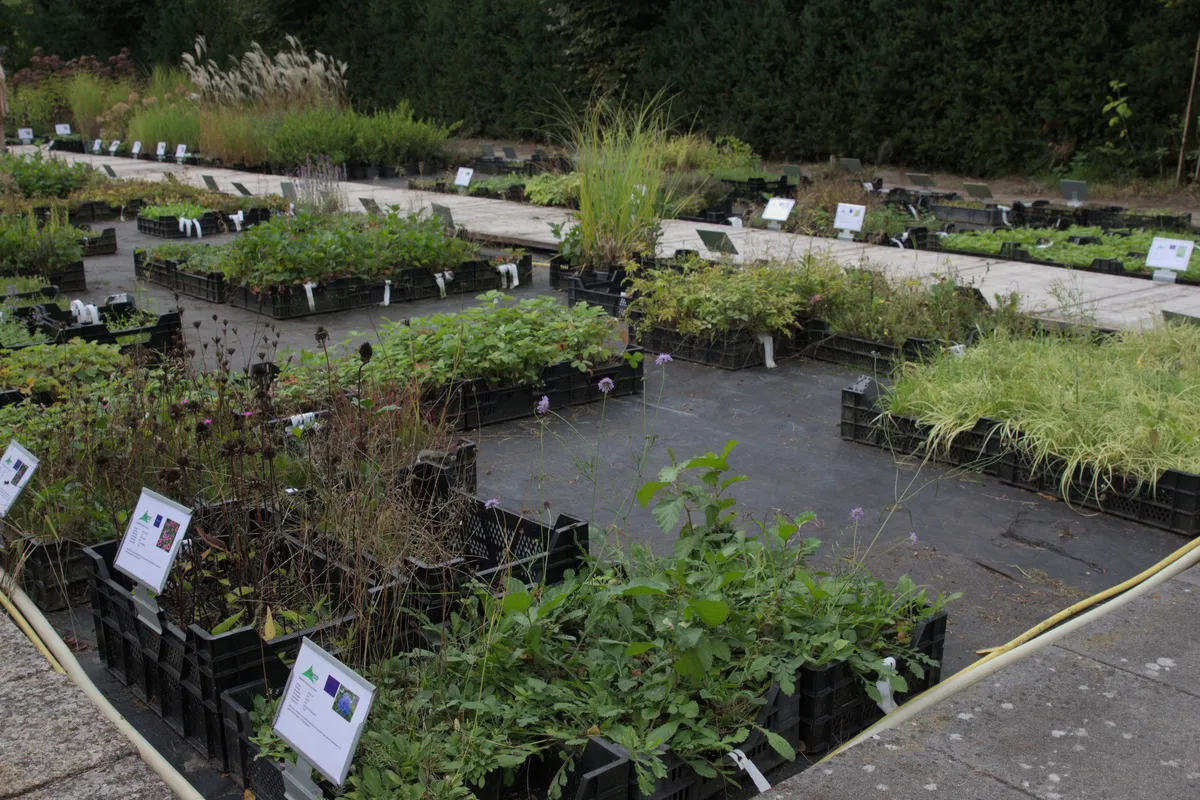 Ruim assortiment planten bij kweker Harco tijdens de open dag