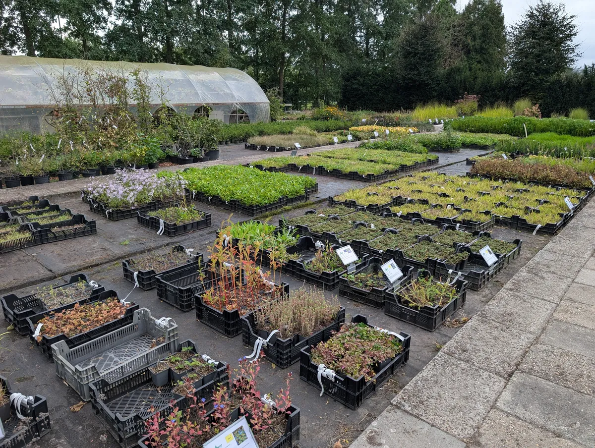 Ruim assortiment vaste en inheemse planten op de kwekerij