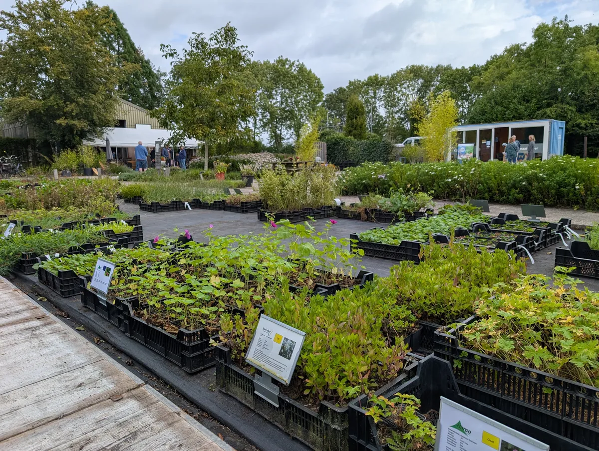 Ruim assortiment vaste en inheemse planten en kruiden op de kwekerij
