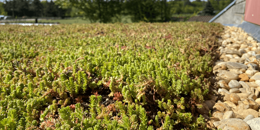 Groene daken voor koeling en wateropvang
