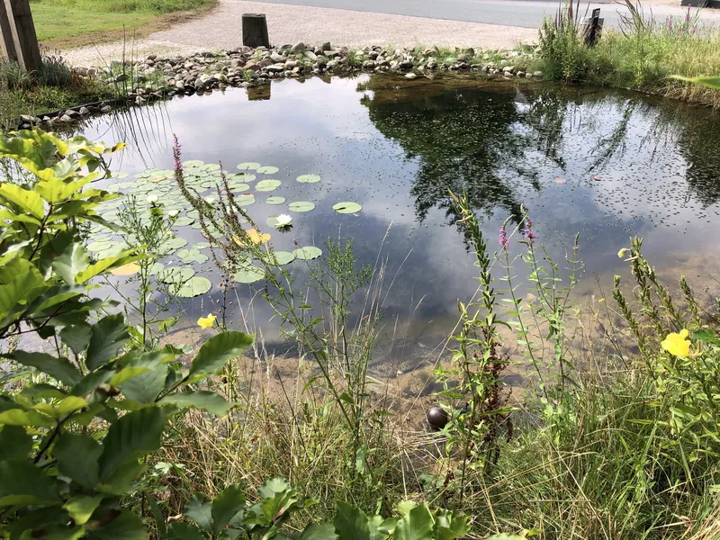 Aanleg van een grote vijver in de tuin